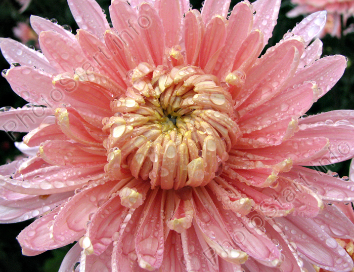 Цветок хризантемы Предрассветный Аю-Даг крупным планом.