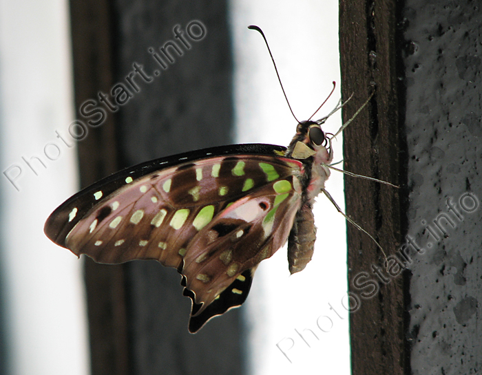     (Graphium Agamemnon).