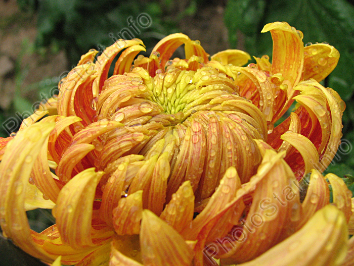 Цветок хризантемы Тёмное Пламя Мягкое Золото (Хо-Лао-Цзынь-Хоу).