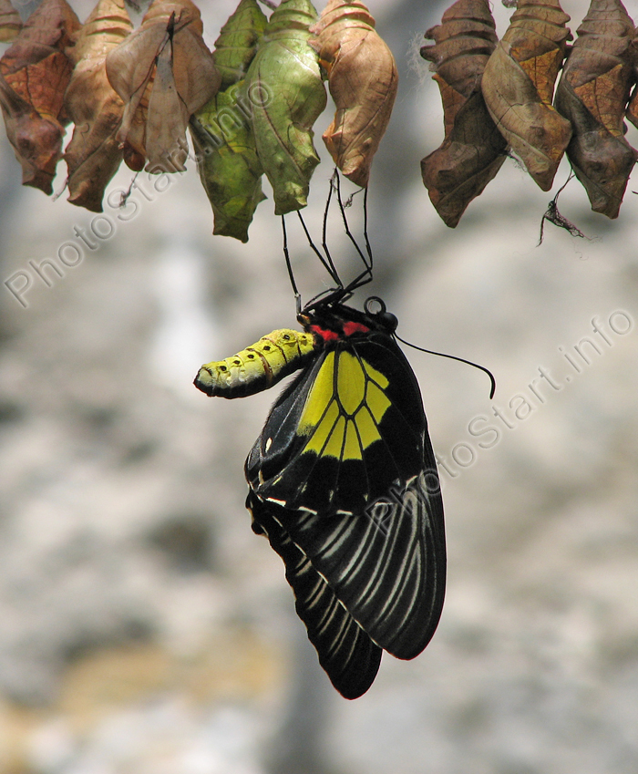 Молодая бабочка. Золотая птицекрылка (troides rhadamantus).
