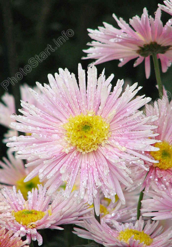 Бледно-розовая хризантема Юность.