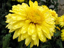 Chrysanthemum Taffeta Yellow. 
Size: 700x914. 
File size: 604,83 KB