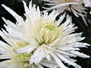 Flower of white chrysanthemum Anastasia. 
Size: 700x518. 
File size: 424,48 KB