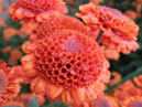 Orange chrysanthemum Nikolina. 
Size: 700x933. 
File size: 605,02 KB