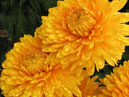 Two yellow chrysanthemums Yantarnaya Lady (translation from Russian - Amber Lady). 
Size: 700x873. 
File size: 651,62 KB