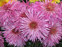 Bunch of chrysanthemums Mirage.  
Size: 700x548. 
File size: 483,68 KB