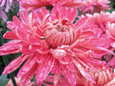 Chrysanthemum Diplomat Weinrot. 
Size: 700x933. 
File size: 645,89 KB