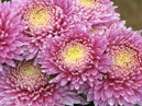 Chrysanthemums Cassandra opening. 
Size: 700x561. 
File size: 506,34 KB