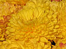 Поляна с жёлтыми хризантемами Опал. 
Размер: 700x525. 
Размер файла: 425.84 КБ