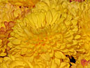 Flower-bed with yellow chrysanthemums Opal. 
Size: 700x525. 
File size: 425,84 KB