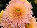 Flower of chrysanthemum Royal Sheena Red. 
Size: 700x575. 
File size: 486,60 KB