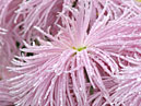 Blooming chrysanthemums Rayonnant Pink. 
Size: 700x874. 
File size: 611,36 KB