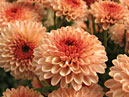 Autumn chrysanthemums in Nikitsky Garden. 
Size: 700x525. 
File size: 335,88 KB