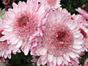 Two chrysanthemums Alpha. 
Size: 700x558. 
File size: 407,38 KB