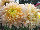 Two flowers of chrysanthemum Rozoviy Flamingo (translation - Pink Flamingo). 
Size: 700x575. 
File size: 447,38 KB