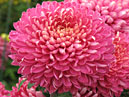 Large-flowered chrysanthemum Sedoy Baron (translation - Grey-headed Baron). 
Size: 700x927. 
File size: 702,53 KB