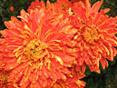 Chrysanthemums Osenniy Motiv (translation - Autumn Tune). 
Size: 700x525. 
File size: 527,63 KB