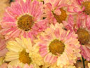 Chrysanthemum Pastoral finishes blossoming. 
Size: 700x574. 
File size: 479,06 KB