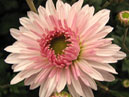 Цветок хризантемы Леди Ди. 
Размер: 700x545. 
Размер файла: 331.88 КБ