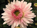 Flower of chrysanthemum Lady Di. 
Size: 700x545. 
File size: 331,88 KB