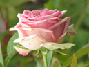 Зелёная роза Джим селекции Никитского ботанического сада. Полуплетистая разновидность. 
Размер: 700x861. 
Размер файла: 459.35 КБ