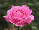 Чайно-гибридная роза Portrait. 
Размер: 700x886. 
Размер файла: 512.96 КБ