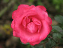  Bella Rosa    . 
: 700x558. 
 : 357.93 