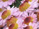 Small lilac chrysanthemums. 
Size: 700x933. 
File size: 682,24 KB