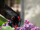 -  Papilio Rumanzovia.    . 
: 700x525. 
 : 393.28 