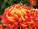 "Flaming" chrysanthemum Jacob Lane. 
Size: 700x507. 
File size: 432,92 KB