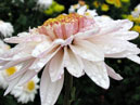 Chrysanthemum Taffeta White opening. 
Size: 700x807. 
File size: 492,04 KB