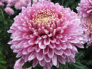 Flower of chrysanthemum Cassandra. 
Size: 700x560. 
File size: 427,08 KB