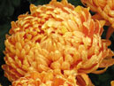 Globular flowers of chrysanthemum Su-Ling. 
Size: 700x950. 
File size: 745,32 KB