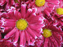 Bunch of chrysanthemums Orinoco. 
Size: 700x933. 
File size: 792,91 KB