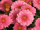 Pink flowers of chrysanthemum Dr. Kurtz. 
Size: 700x815. 
File size: 627,72 KB