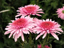 Three chrysanthemums Eleonor Pink. 
Size: 700x525. 
File size: 426,20 KB