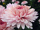 Large flower of crysanthemum Lavender Queen. 
Size: 700x527. 
File size: 409,31 KB