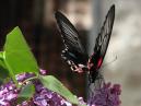 Красно-черная бабочка Papilio Rumanzovia. Взмах крыльями. 
Размер: 700x813. 
Размер файла: 419.29 КБ