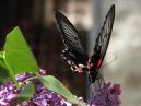 -  Papilio Rumanzovia.  . 
: 700x813. 
 : 419.29 