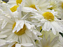 White chrysanthemums Cassa. 
Size: 700x933. 
File size: 658,07 KB