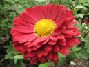 Red chrysanthemum with yellow center. 
Size: 700x551. 
File size: 418,39 KB