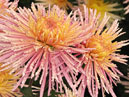 Chrysanthemums Enzett Dilana Rosa with raindrops. 
Size: 700x566. 
File size: 545,96 KB