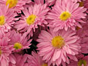 Carpeting chrysanthemums Hebe. 
Size: 700x933. 
File size: 703,05 KB