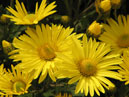 October chrysanthemum Zolotoy Podsolnuh (translation from Russian - Golden Sunflower). 
Size: 700x587. 
File size: 387,19 KB