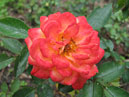 Цветок миниатюрной розы Санмейд (Sunmaid). 
Размер: 700x532. 
Размер файла: 403.94 КБ