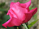 Чайно-гибридная роза Питер Франкенфелд (Peter Frankenfeld). 
Размер: 700x925. 
Размер файла: 574.00 КБ