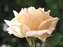 Красивая роза из Никитского сада. 
Размер: 700x848. 
Размер файла: 578.05 КБ