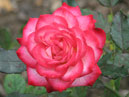 Двухцветная роза: белые лепестки с красным свечением по краям. 
Размер: 700x552. 
Размер файла: 445.65 КБ