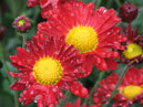 Red chrysanthemums Allegro. 
Size: 700x933. 
File size: 788,55 KB