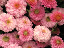 Pink chrysanthemums Dr. Kurtz. 
Size: 700x906. 
File size: 738,34 KB